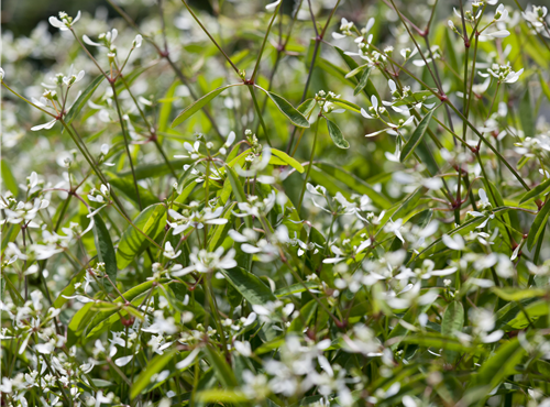 Euphorbia hypericifolia