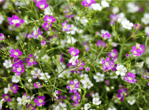 Gypsophila muralis Gypsophila muralis