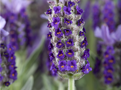 Lavandula stoechas Lavandula stoechas