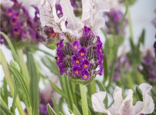 Lavandula stoechas 'Butterfly Garden'® Lavandula stoechas 'Butterfly Garden'®