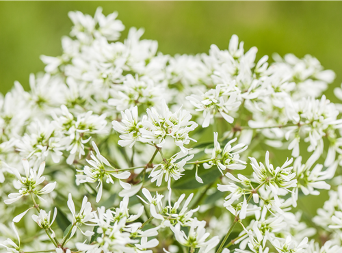 Euphorbia hypericifolia 'Diamond Frost'(s) Euphorbia hypericifolia 'Diamond Frost'(s)