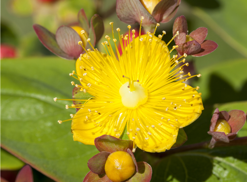 Hypericum inodorum