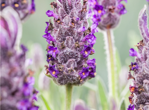 Lavandula stoechas 'Anouk' Lavandula stoechas 'Anouk'