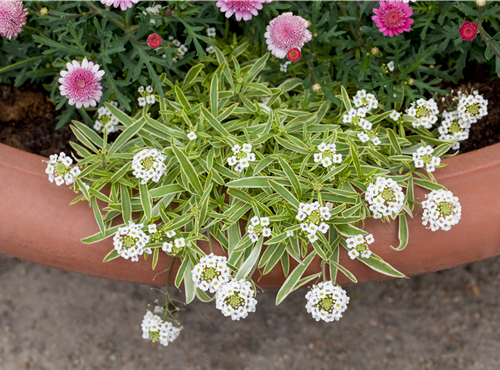 Iberis sempervirens Iberis sempervirens