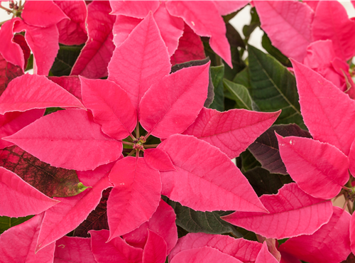 Euphorbia 'Princettia'®