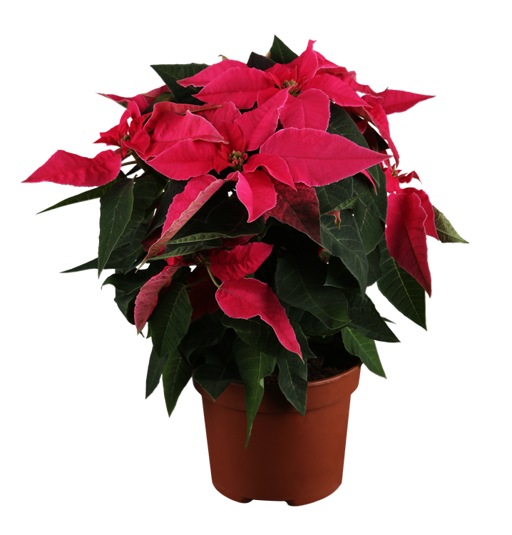 Herbststern Herbststern