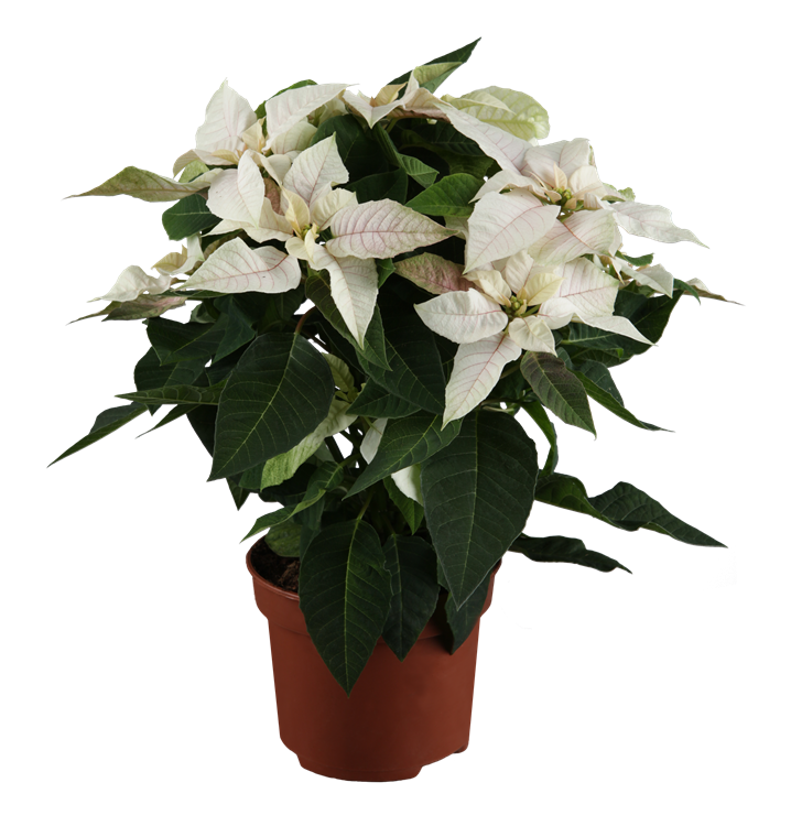 Herbststern Herbststern