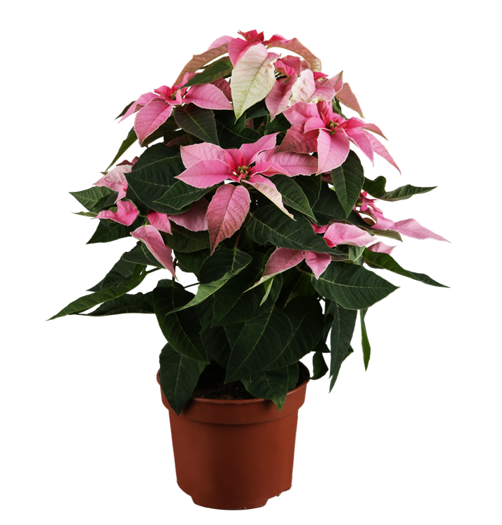 Herbststern Herbststern