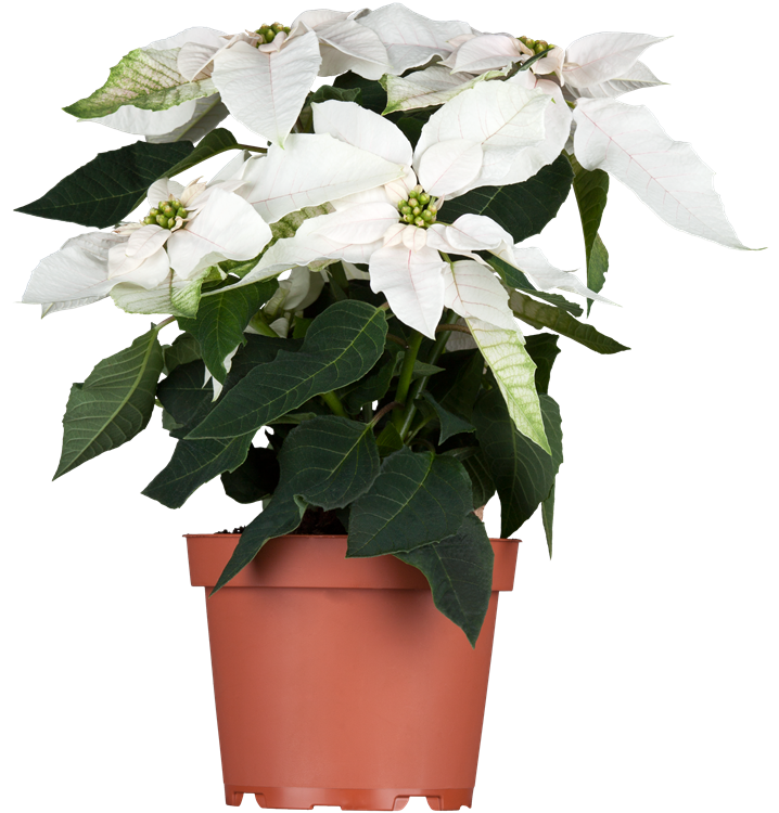 Herbststern Herbststern