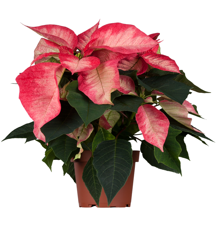 Herbststern Herbststern