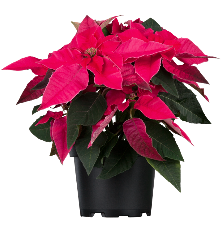 Herbststern Herbststern