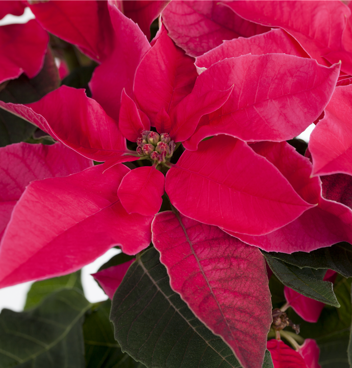 Herbststern Herbststern