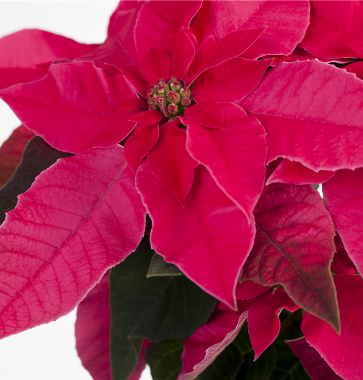 Herbststern Herbststern