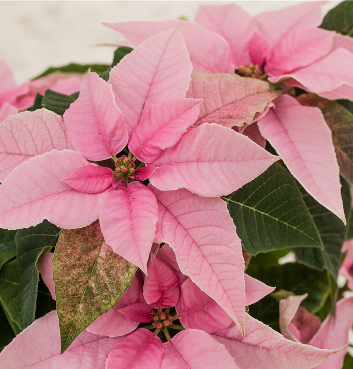 Herbststern Herbststern