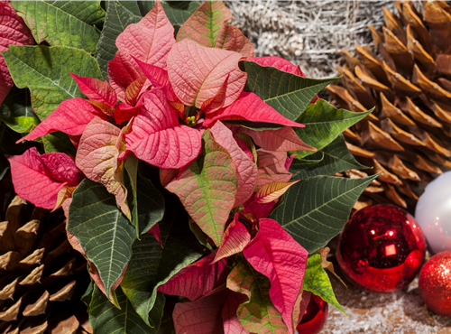 Euphorbia pulcherrima Euphorbia pulcherrima