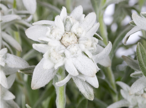 Leontopodium alpinum Leontopodium alpinum