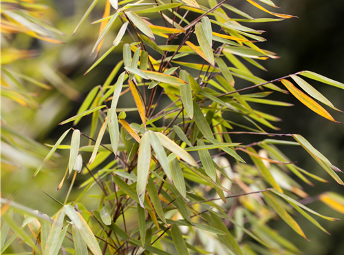 Fargesia 'Jiuzhaigou 1' Fargesia 'Jiuzhaigou 1'