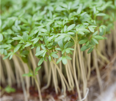 Lepidium sativum Lepidium sativum