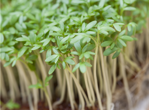 Lepidium sativum Lepidium sativum