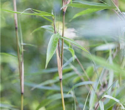 Fargesia murielae Fargesia murielae