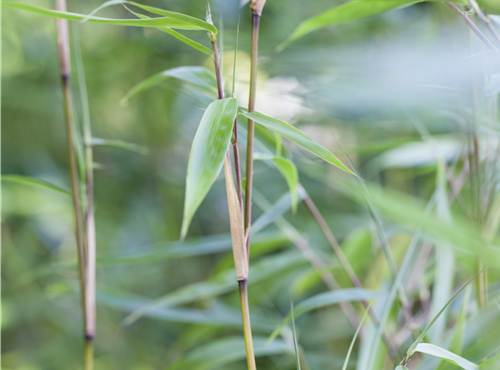 Fargesia murielae Fargesia murielae