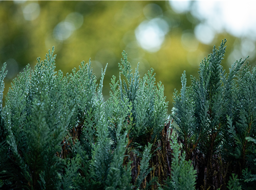 Heckenpflanzen Heckenpflanzen