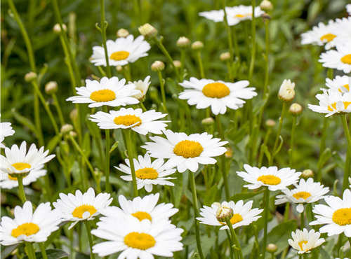 Leucanthemum x superbum Leucanthemum x superbum