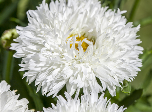 Leucanthemum x superbum (gefüllt blühend) Leucanthemum x superbum (gefüllt blühend)