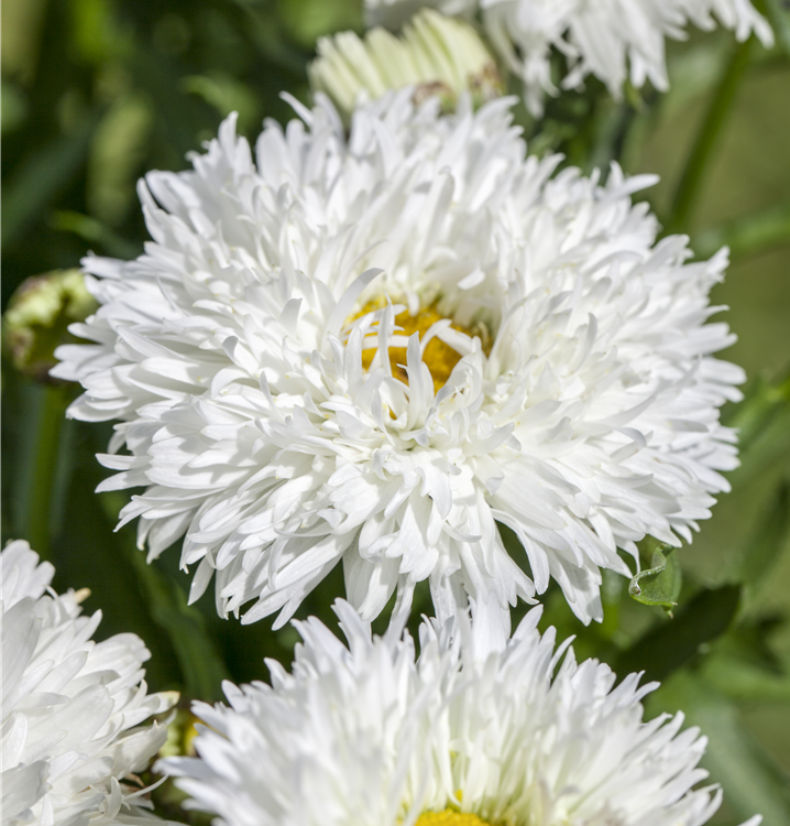 Hohe Sommermargerite (gefüllt blühend) Hohe Sommermargerite (gefüllt blühend)