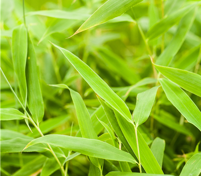 Fargesia murielae 'Jumbo' Fargesia murielae 'Jumbo'