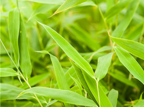 Fargesia murielae 'Jumbo' Fargesia murielae 'Jumbo'