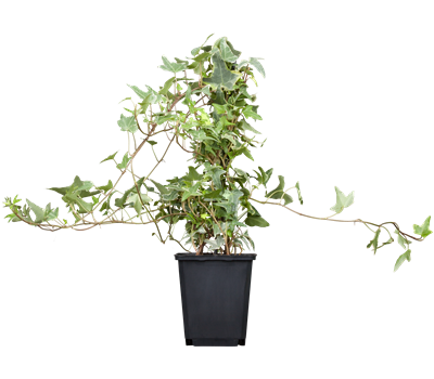 Hedera helix Hedera helix