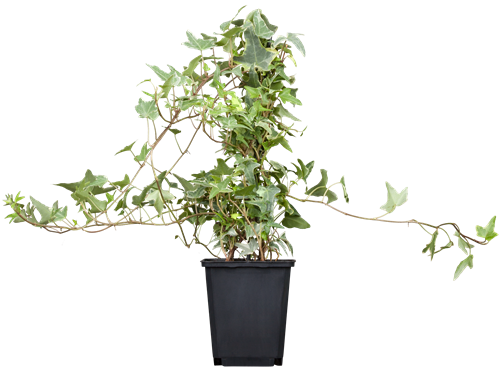 Hedera helix