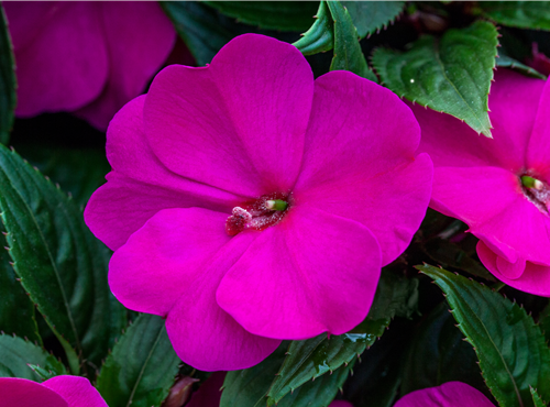 Impatiens neuguinea Impatiens neuguinea