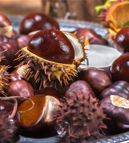 Rund um die Kastanie  Rund um die Kastanie