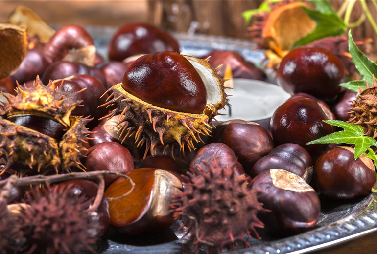 Aesculus hippocastanum Aesculus hippocastanum