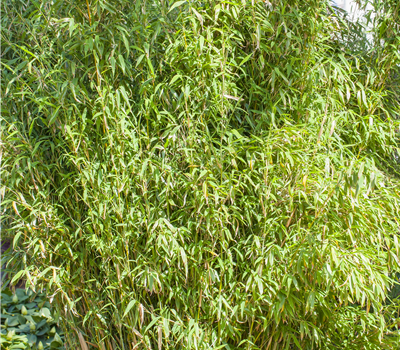 Fargesia murielae 'Standing Stone'® Fargesia murielae 'Standing Stone'®