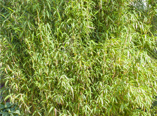 Fargesia murielae 'Standing Stone'® Fargesia murielae 'Standing Stone'®