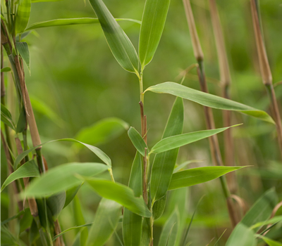 Fargesia murielae 'Super Jumbo'(s) Fargesia murielae 'Super Jumbo'(s)