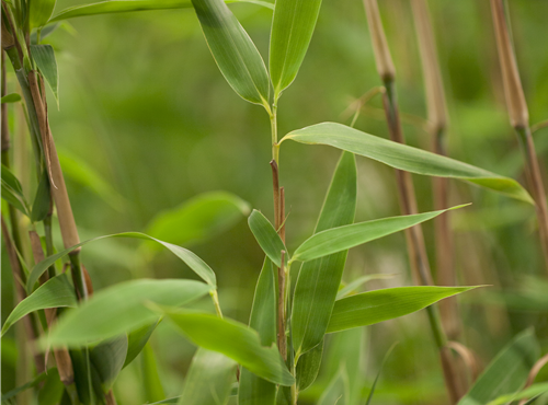 Fargesia murielae 'Super Jumbo'(s) Fargesia murielae 'Super Jumbo'(s)