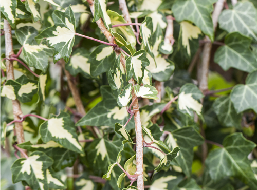 Hedera helix 'Goldheart'