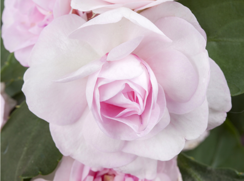 Impatiens walleriana Impatiens walleriana