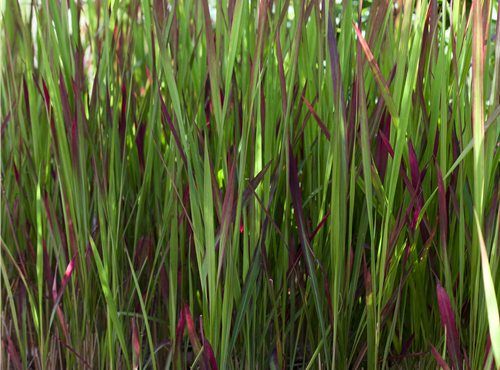 Imperata cylindrica Imperata cylindrica