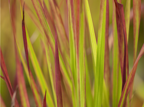Imperata cylindrica 'Red Baron' Imperata cylindrica 'Red Baron'