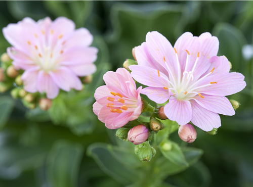 Lewisia cotyledon Lewisia cotyledon