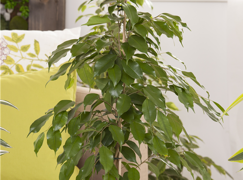 Ficus benjamina Ficus benjamina