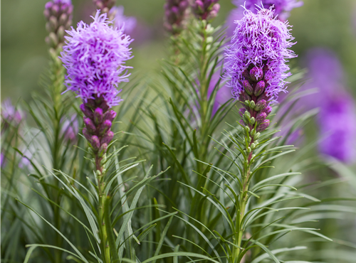 Liatris spicata Liatris spicata