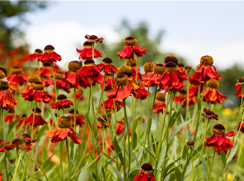 Helenium Helenium