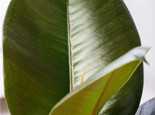 Ficus elastica Ficus elastica