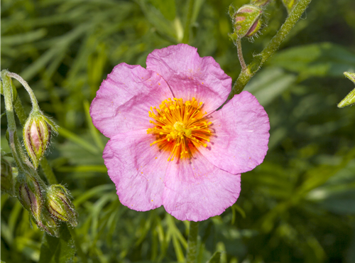 Helianthemum cultorum